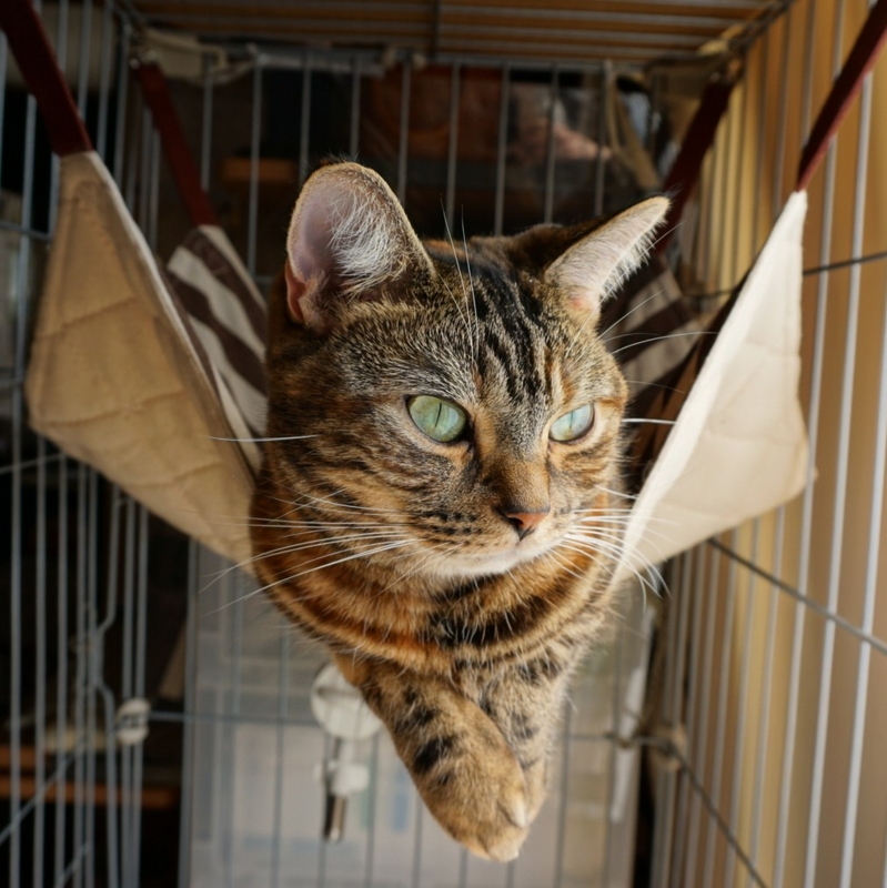 f:id:A-chi:20140927021250j:image:w360