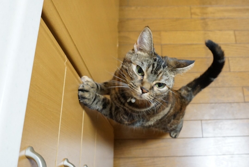 f:id:A-chi:20141004024408j:image:w420