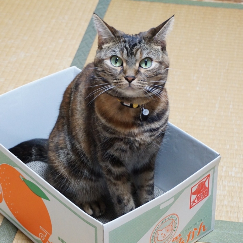 f:id:A-chi:20141008013647j:image:w360