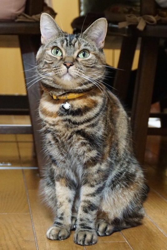 f:id:A-chi:20141013020619j:image:w360