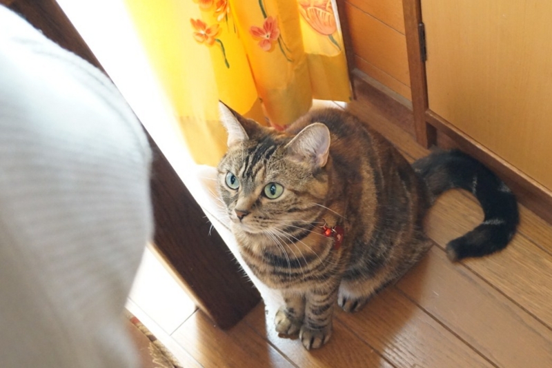 f:id:A-chi:20141020015145j:image:w420