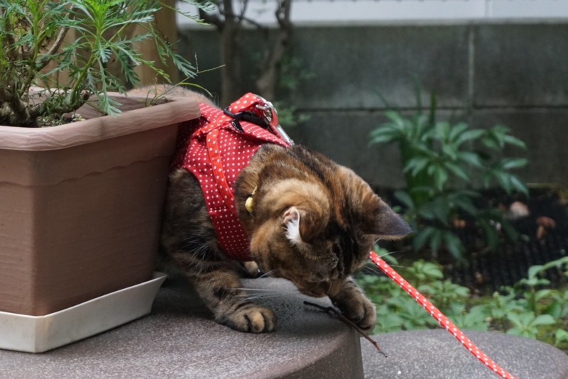 f:id:A-chi:20141029015323j:image:w420