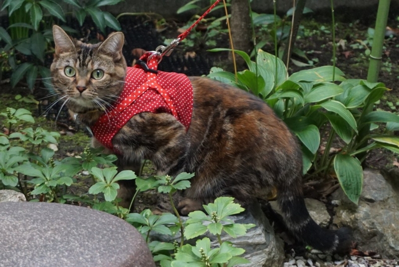 f:id:A-chi:20141029015325j:image:w420