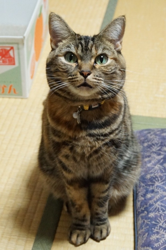 f:id:A-chi:20141103024547j:image:w360