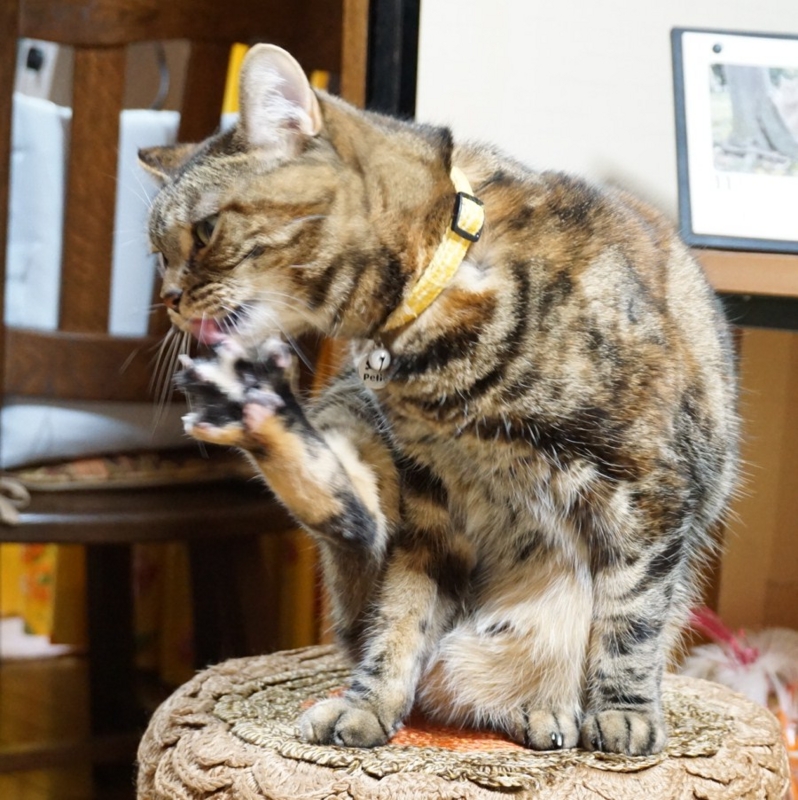 f:id:A-chi:20141107020050j:image:w360