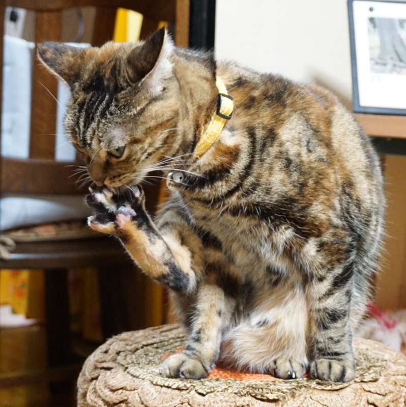 f:id:A-chi:20141107020051j:image:w360