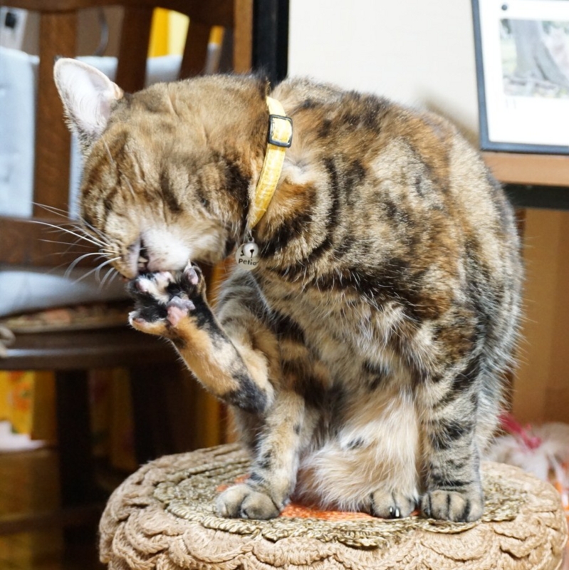 f:id:A-chi:20141107020052j:image:w360