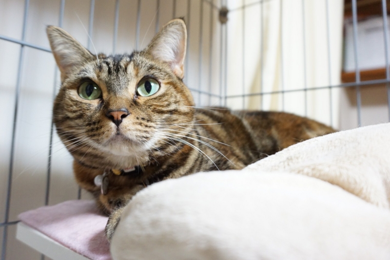 f:id:A-chi:20141111011318j:image:w420