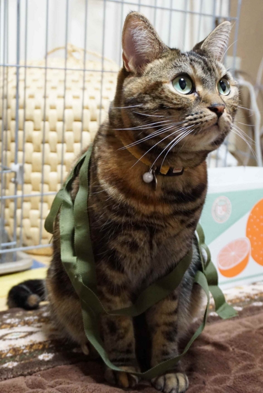 f:id:A-chi:20141204235808j:image:w360