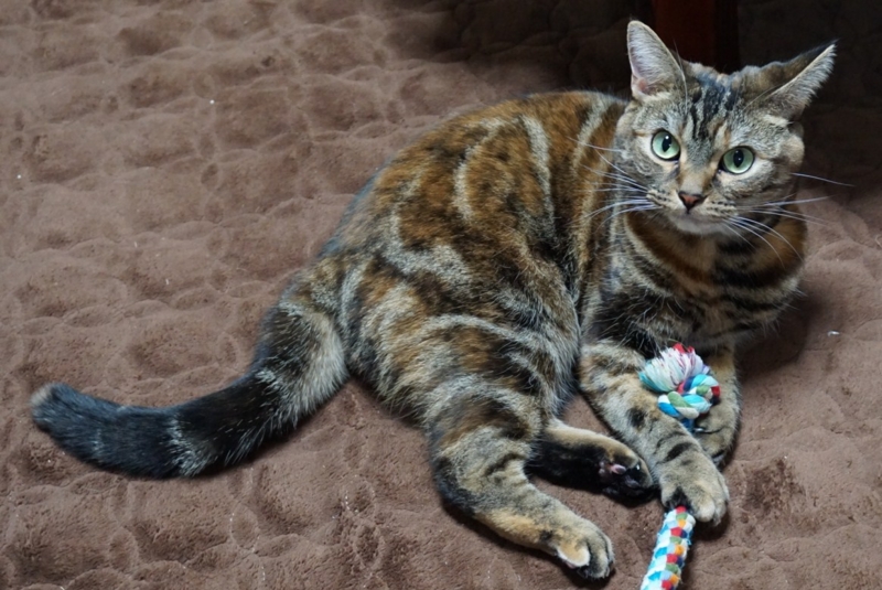 f:id:A-chi:20141222234519j:image:w420 f:id:A-chi:20141222234519j:image:w420