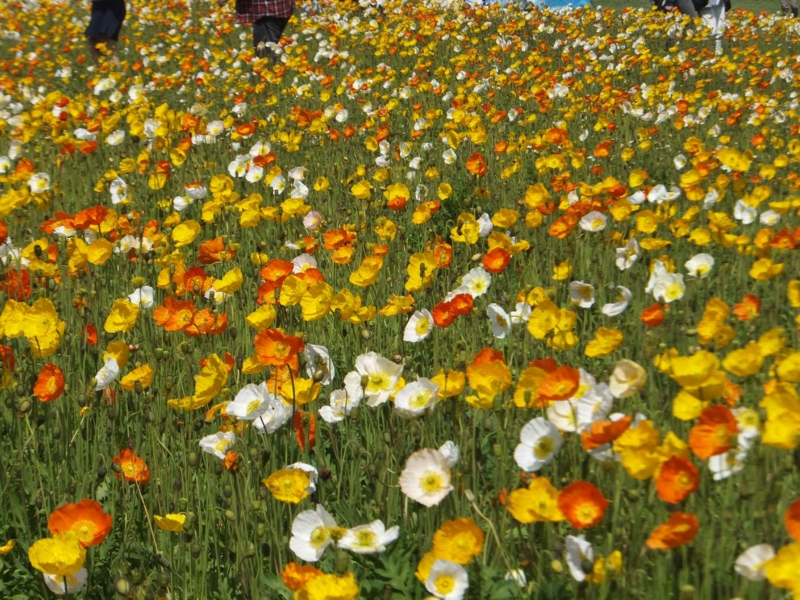 f:id:A-chi:20150429234003j:image:w450