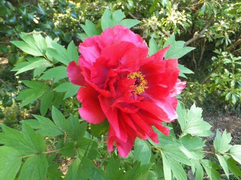 f:id:A-chi:20150429234004j:image:w450