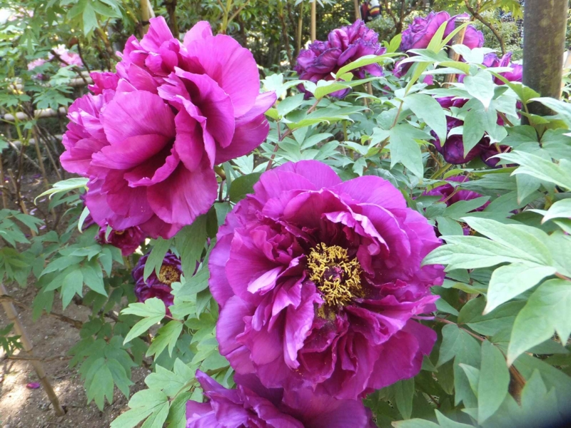 f:id:A-chi:20150429234005j:image:w450