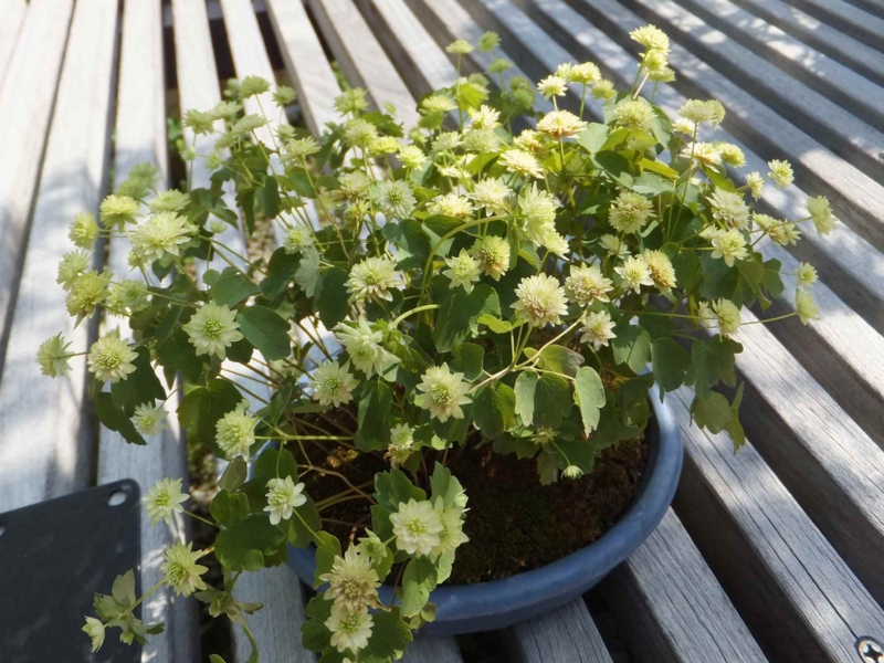 f:id:A-chi:20150429234006j:image:w450