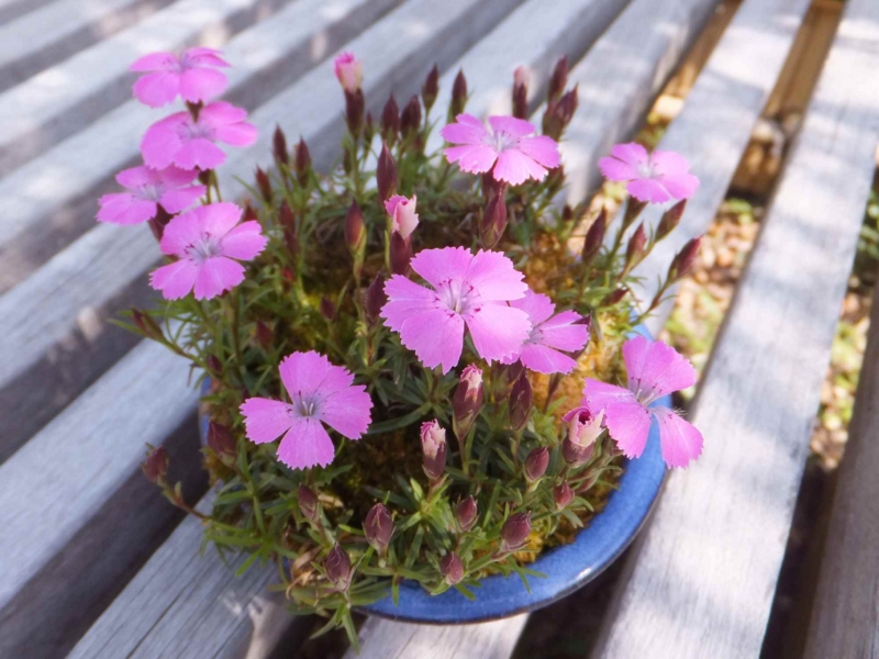 f:id:A-chi:20150429234007j:image:w450