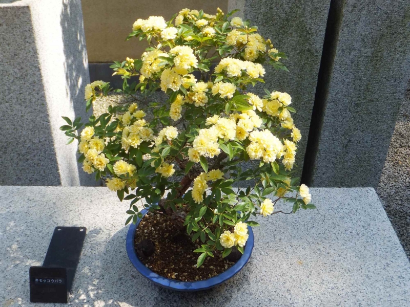 f:id:A-chi:20150429234010j:image:w450