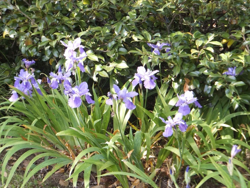 f:id:A-chi:20150429234012j:image:w450