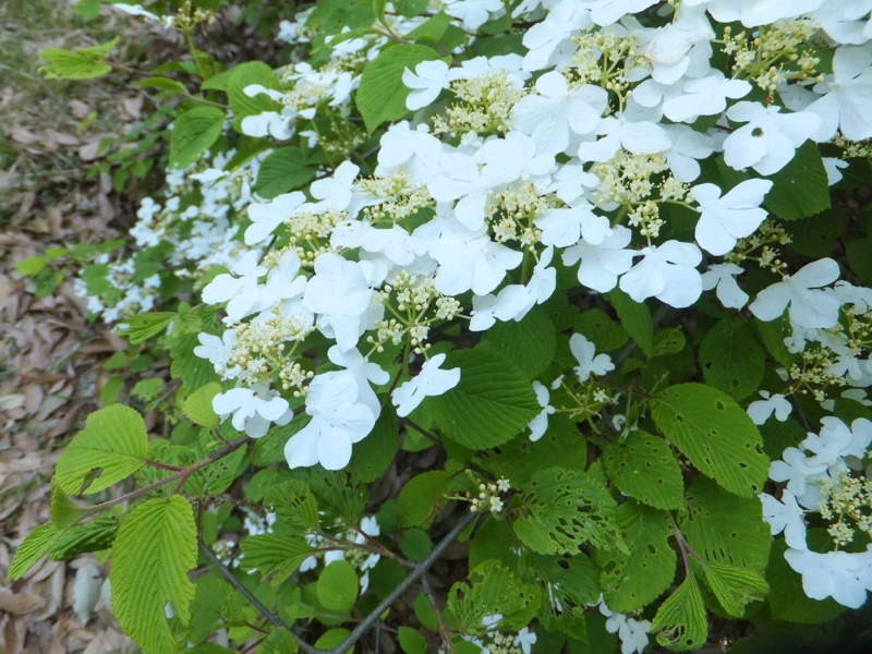 f:id:A-chi:20150429234015j:image:w450