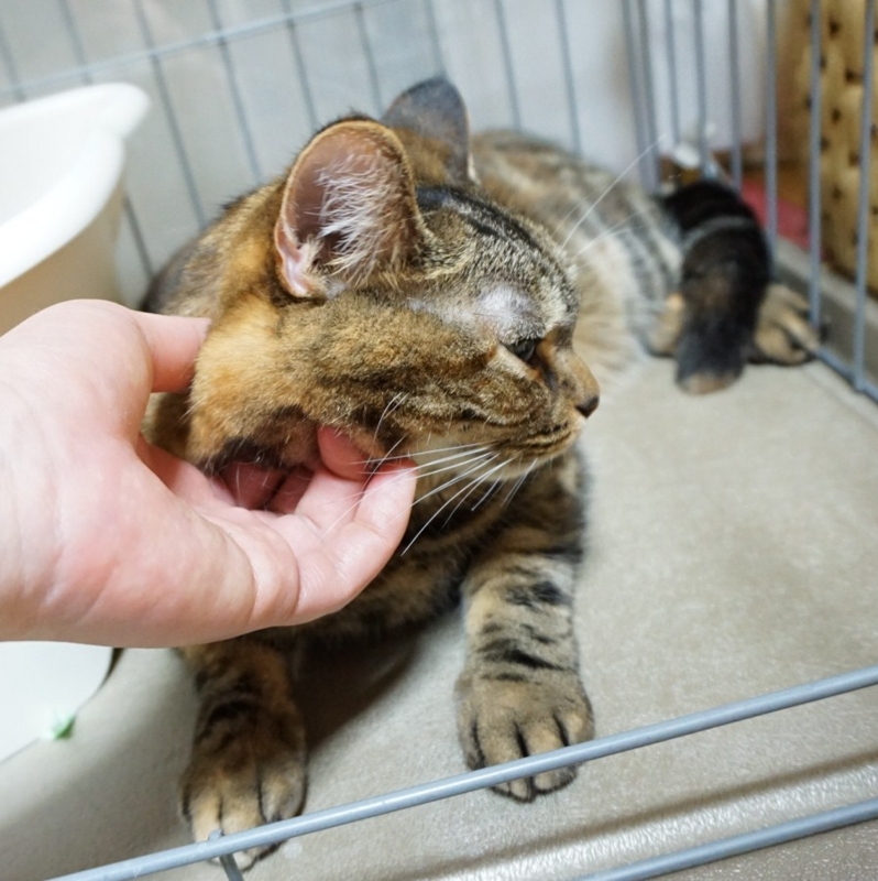 f:id:A-chi:20150723014859j:image:w470