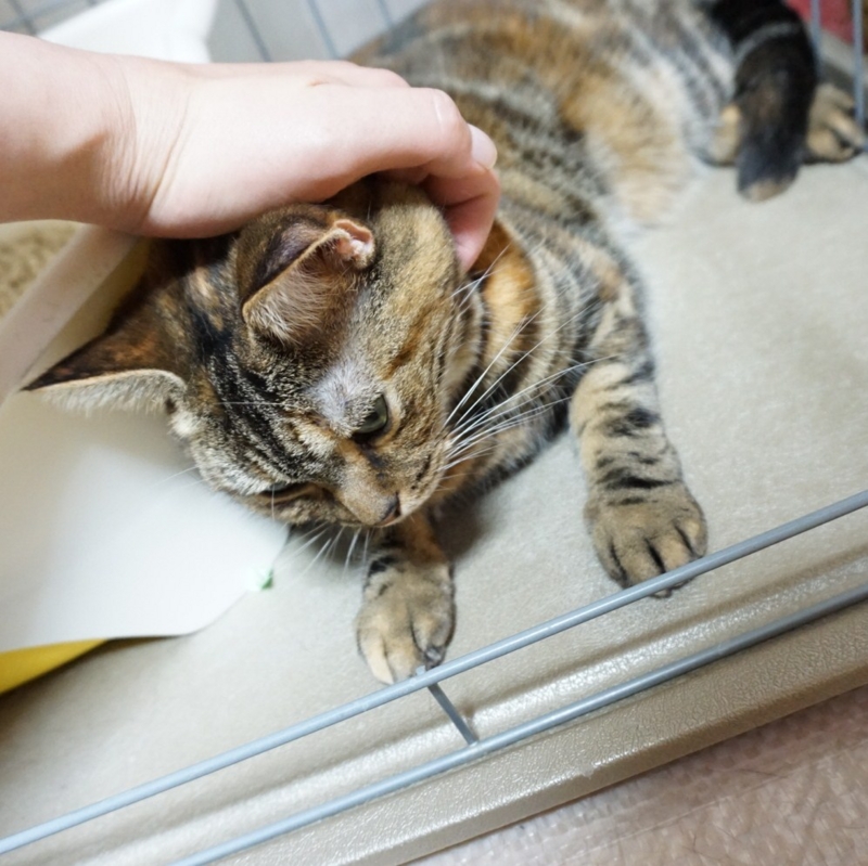 f:id:A-chi:20150723014900j:image:w470