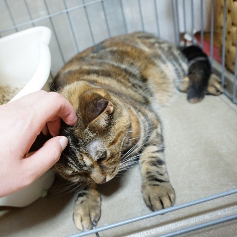 f:id:A-chi:20150723014901j:image:w470