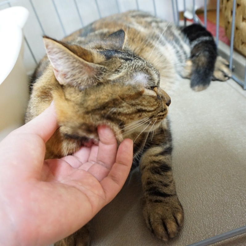 f:id:A-chi:20150723014902j:image:w470