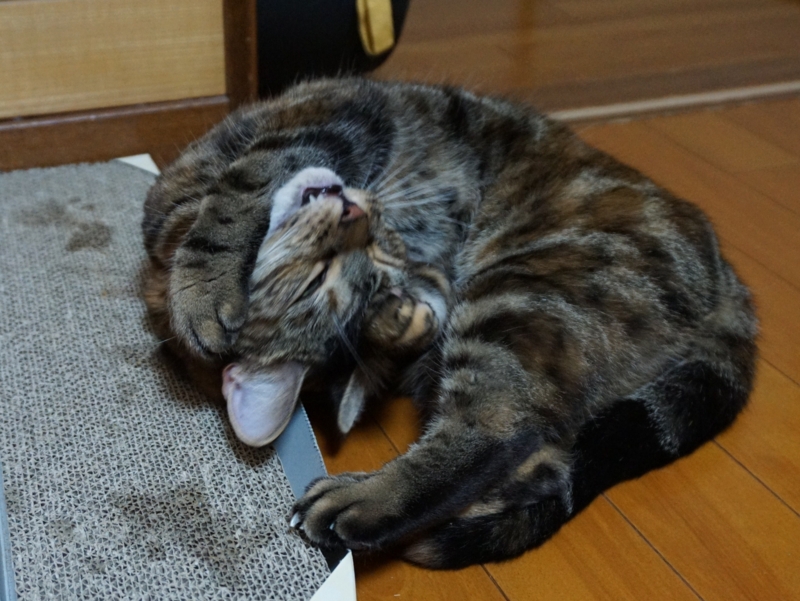 f:id:A-chi:20150907013337j:image:w490