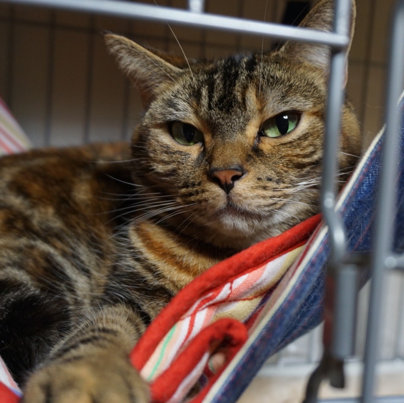 f:id:A-chi:20151004024241j:image:w470