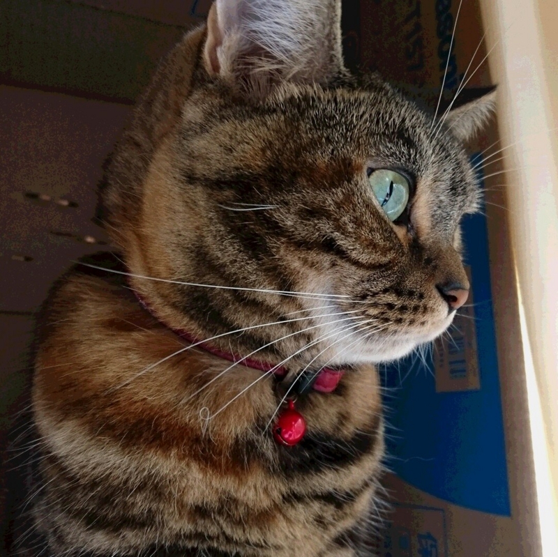 f:id:A-chi:20151116021807j:image:w470