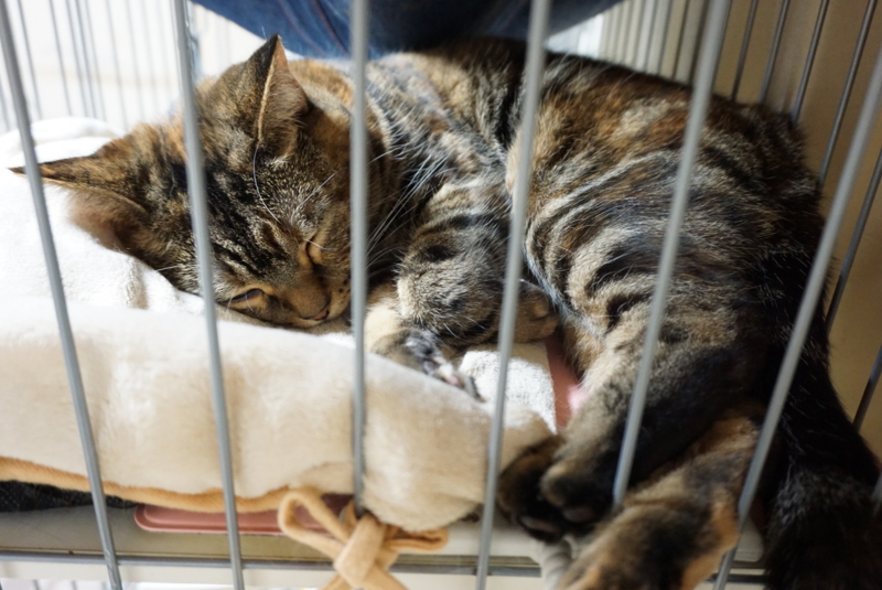 f:id:A-chi:20160116021630j:image:w490