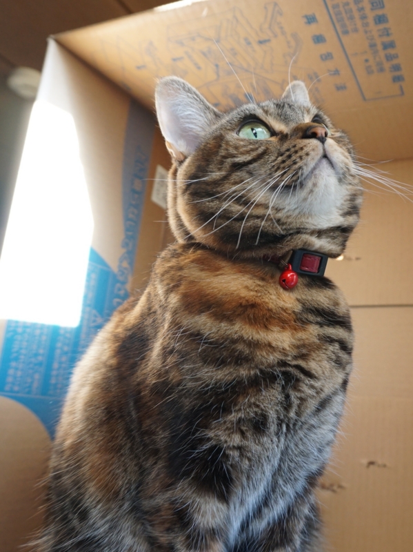 f:id:A-chi:20160117023348j:image:w420