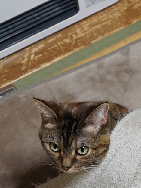 f:id:A-chi:20160126011500j:image:w420