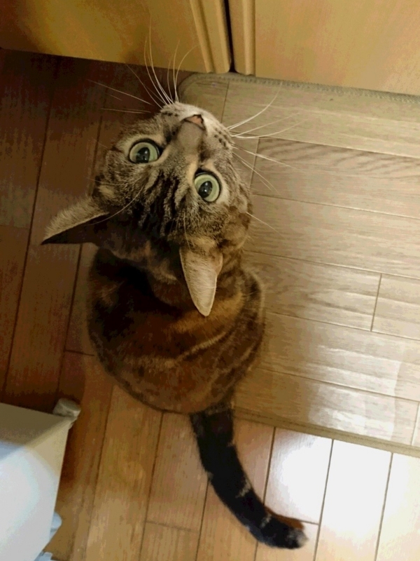 f:id:A-chi:20160129005733j:image:w420