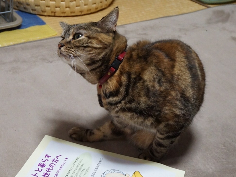 f:id:A-chi:20160219233314j:image:w490