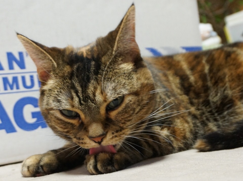 f:id:A-chi:20160224014721j:image:w490