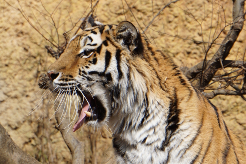 f:id:A-chi:20160303013607j:image:w490