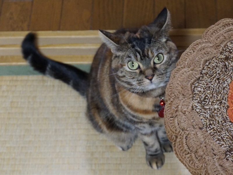 f:id:A-chi:20160305020843j:image:w490