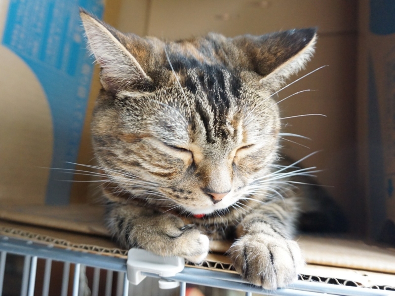 f:id:A-chi:20160307012635j:image:w490