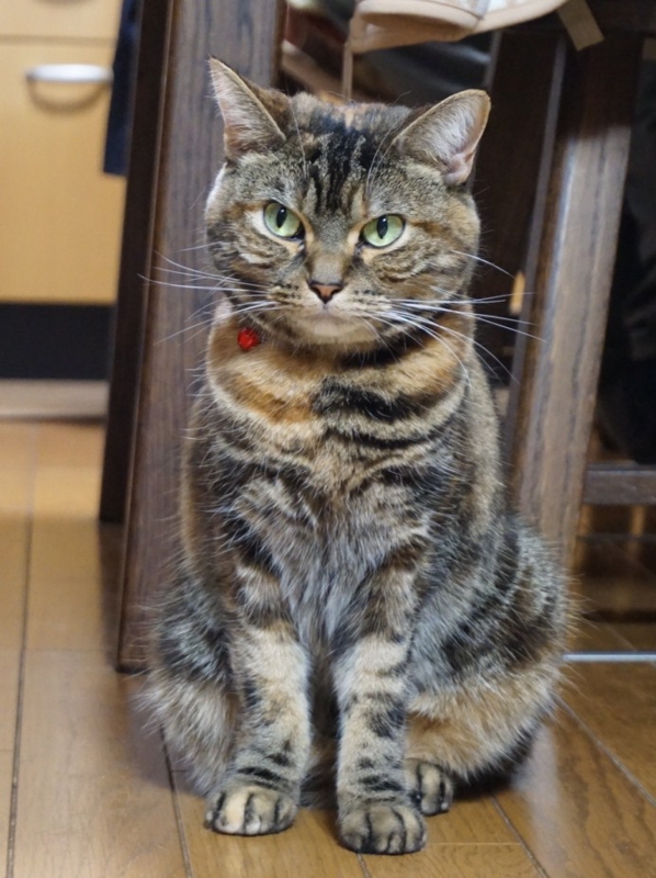 f:id:A-chi:20160320014410j:image:w420