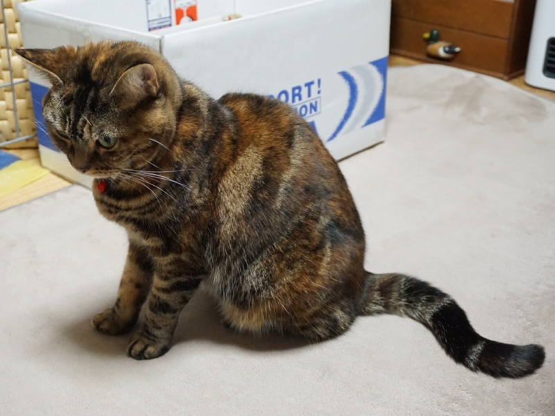 f:id:A-chi:20160407014834j:image:w490