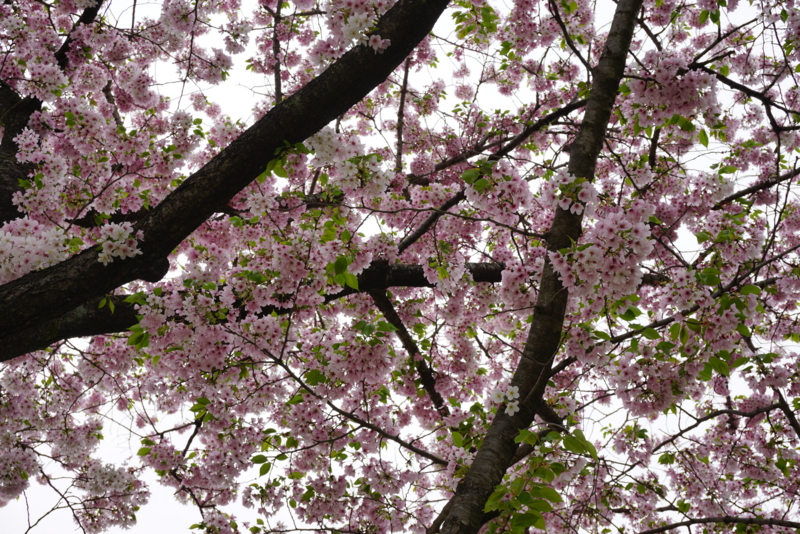 f:id:A-chi:20160412004457j:image:w490 f:id:A-chi:20160412004457j:image:w490