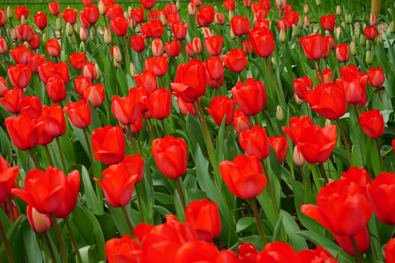 f:id:A-chi:20160412004458j:image:w490 f:id:A-chi:20160412004458j:image:w490