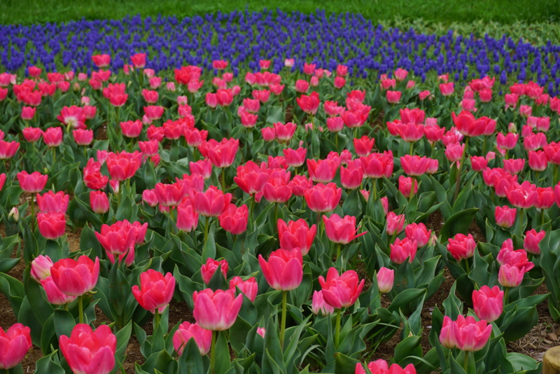 f:id:A-chi:20160412004459j:image:w490 f:id:A-chi:20160412004459j:image:w490