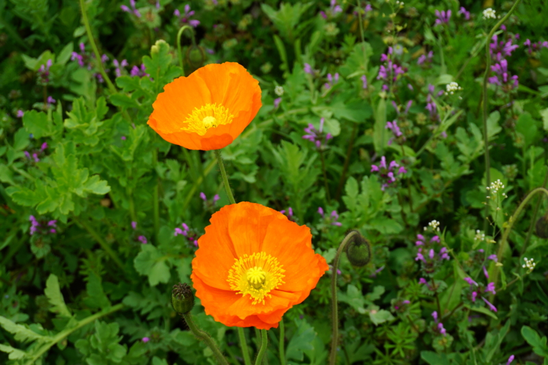 f:id:A-chi:20160412004501j:image:w490 f:id:A-chi:20160412004501j:image:w490