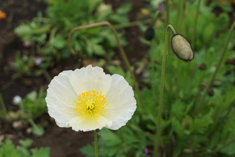 f:id:A-chi:20160412004502j:image:w490 f:id:A-chi:20160412004502j:image:w490