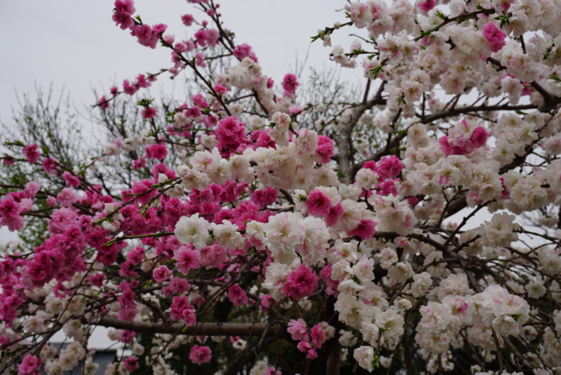 f:id:A-chi:20160412004503j:image:w490 f:id:A-chi:20160412004503j:image:w490