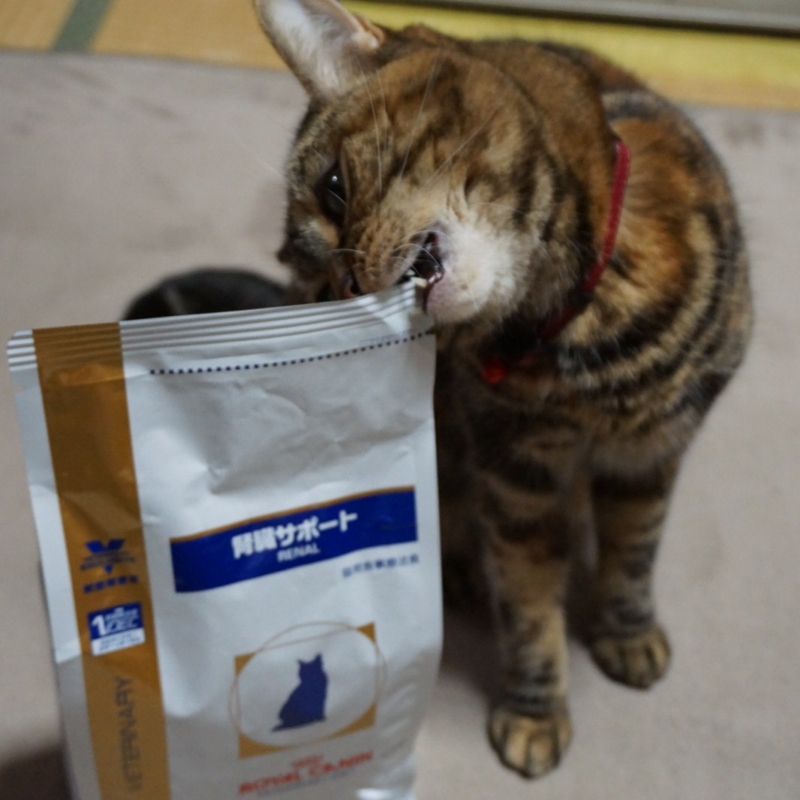 f:id:A-chi:20160421012659j:image:w470