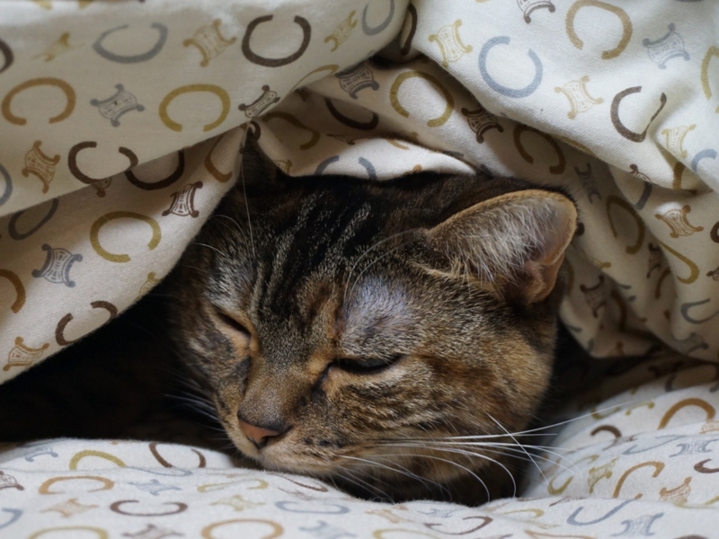 f:id:A-chi:20160423011027j:image:w490