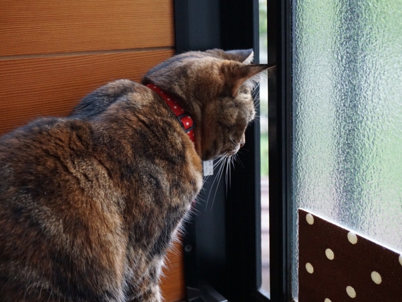 f:id:A-chi:20160425021716j:image:w490