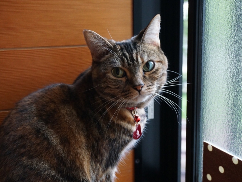 f:id:A-chi:20160425021717j:image:w490